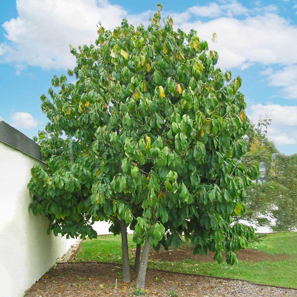 1 Gal. Paw Paw Seedling Fruit Tree - Hercitys