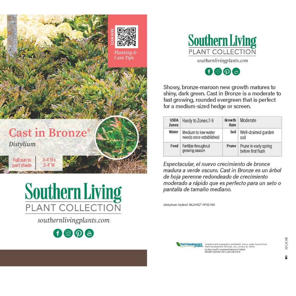 2 Gal. Cast in Bronze Distylium, Evergreen Shrub with Fast Growing Upright Habit - Hercitys