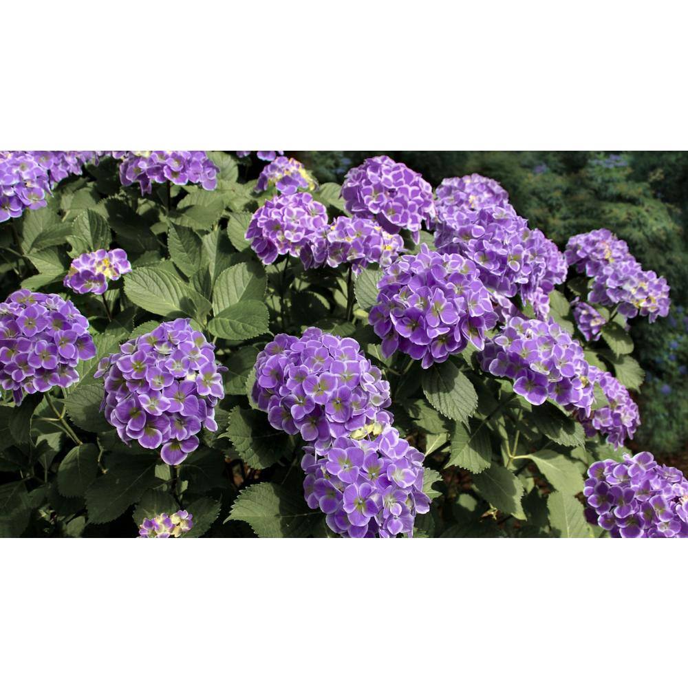 4 in. Violet Crown Hydrangea Shrub with Purple Flowers (4-Piece) - Hercitys