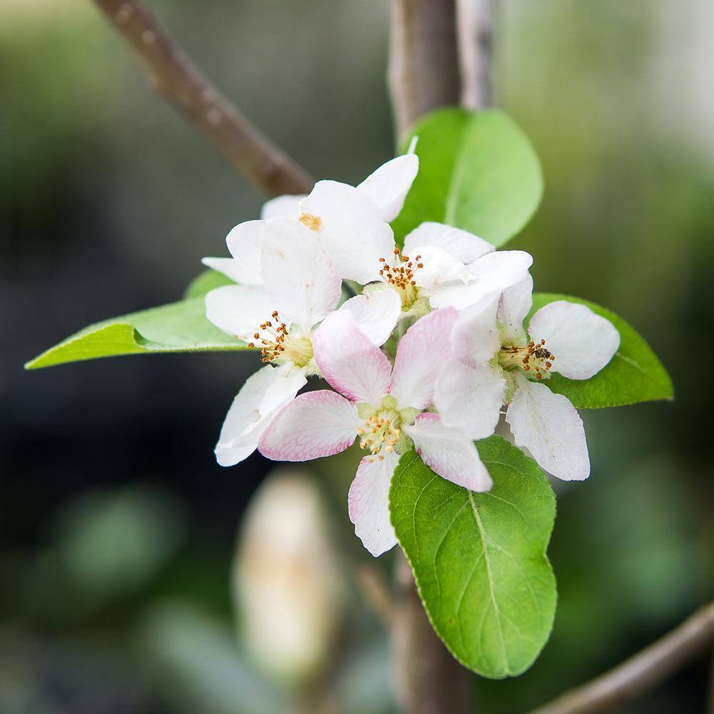 4 ft. to 5 ft. Tall Granny Smith Apple Tree, Delicious Large Tart Green Fruit - Hercitys