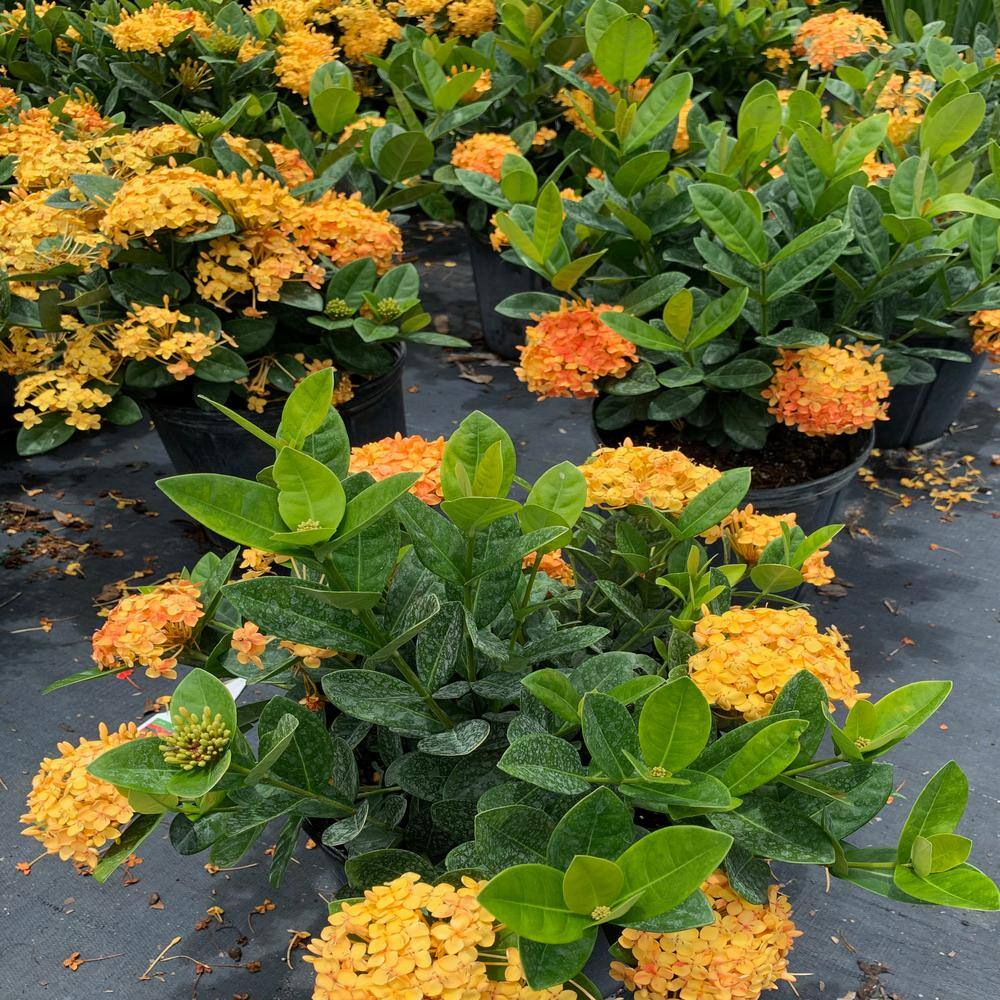 10 in. Maui Yellow Ixora Flowering Shrub With Yellow Flowers - Hercitys