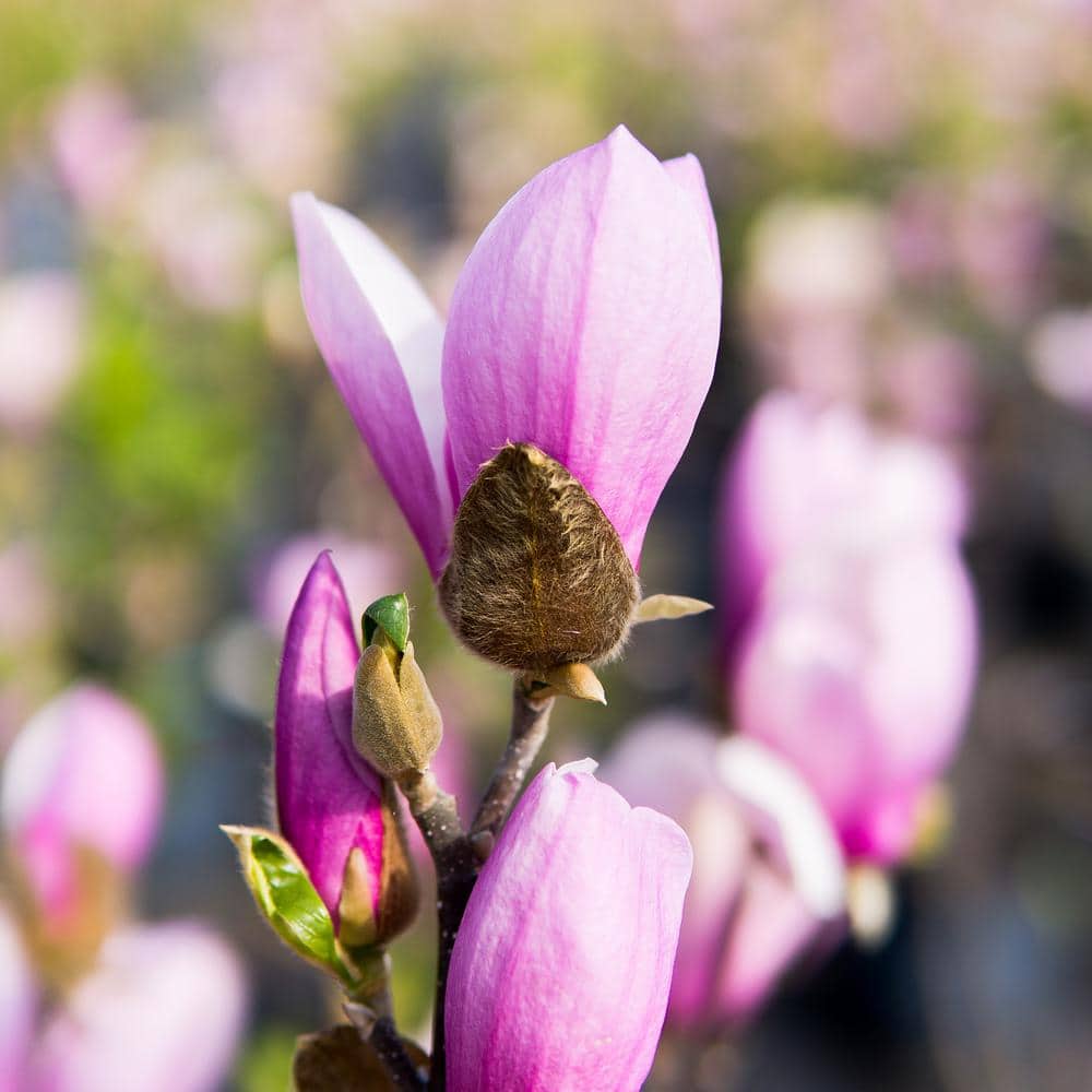 3 Gal. Jane Magnolia (2-Pack) - Hercitys