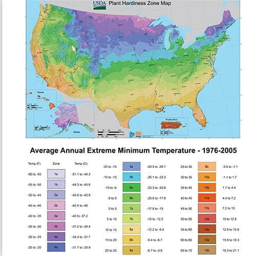 2.5 in. Lithops Plant Collection (4-Pack) - Hercitys