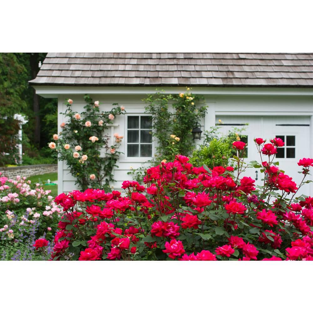 3 Gal. Red Double Knock Out Rose Bush with Red Flowers - Hercitys