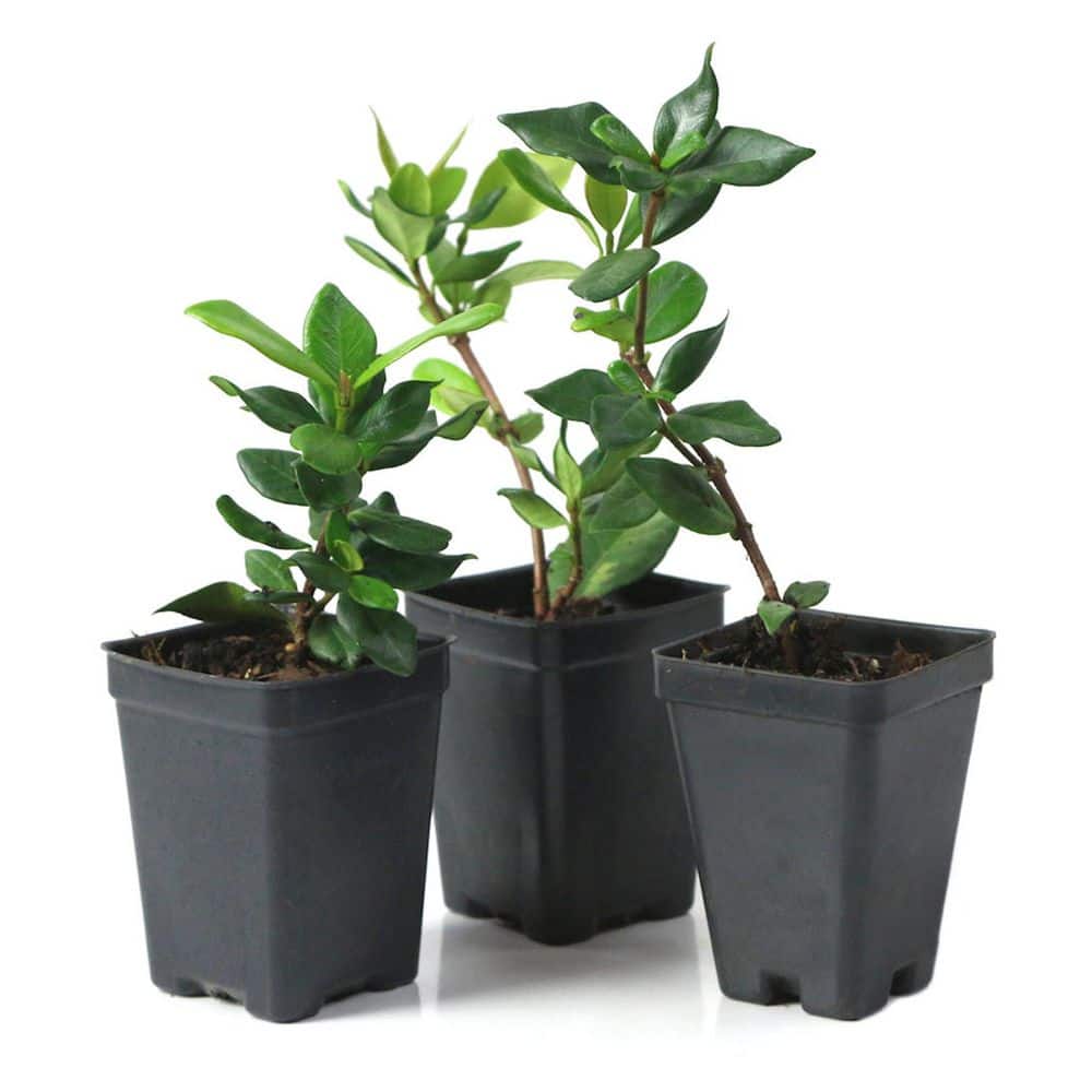 2.5 in. Star Jasmine Plant with White Flowers (3-Pack) - Hercitys