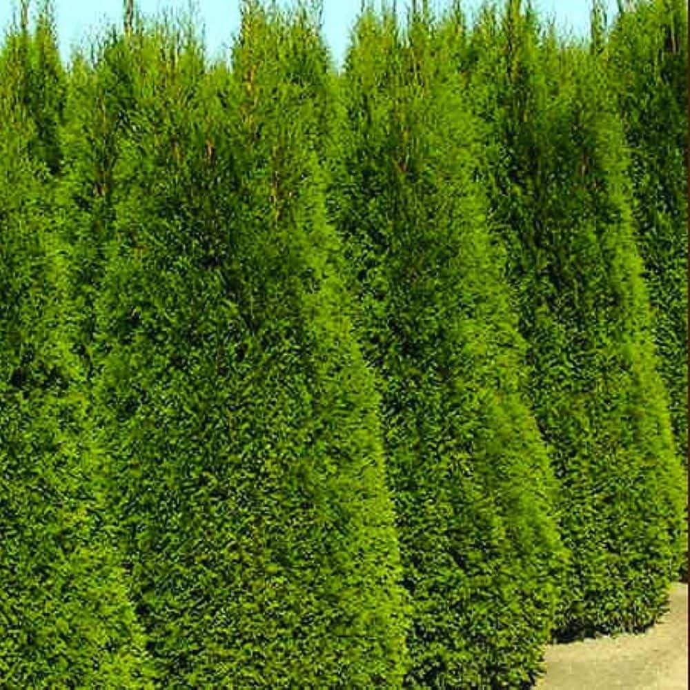 2.25 Gal. Emerald Green Arborvitae (Thuja) Live Evergreen Shrub - Hercitys