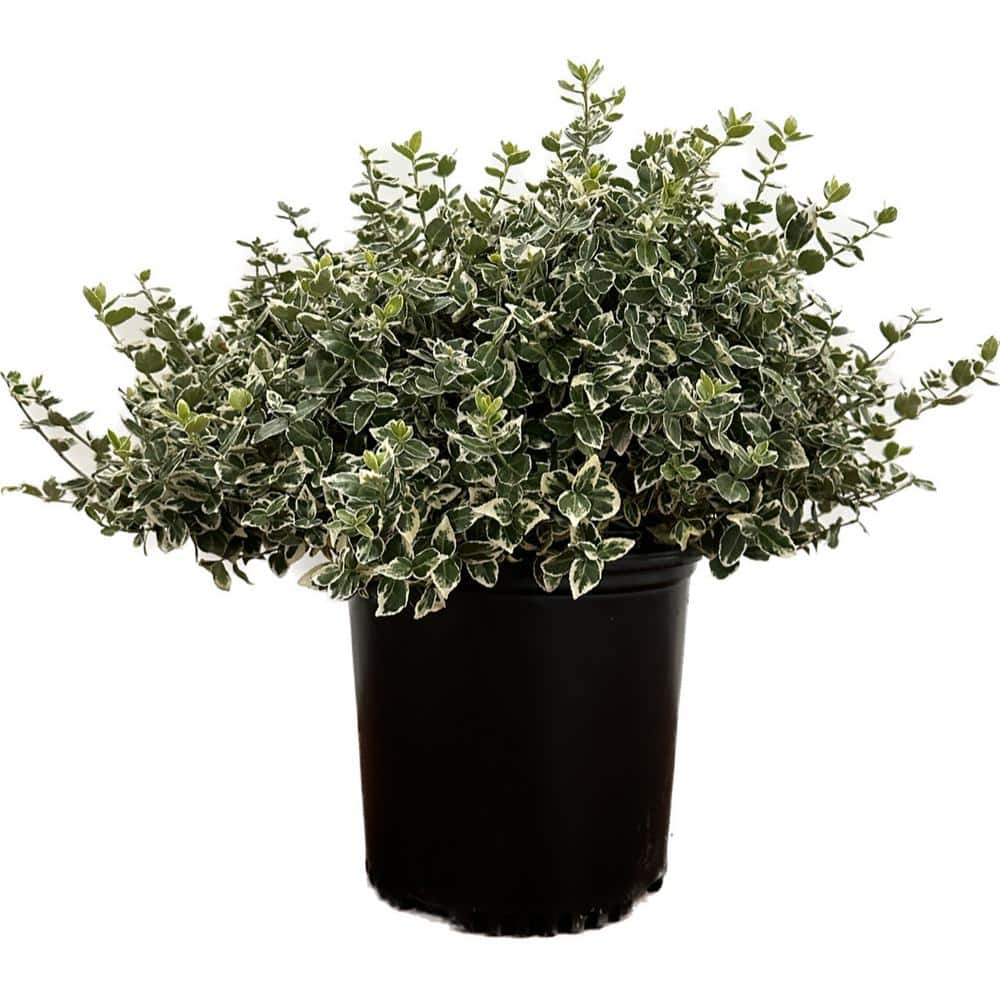 2.25 Gal. Emerald Gaiety Euonymus Live Shrub with Green and White Folliage - Hercitys