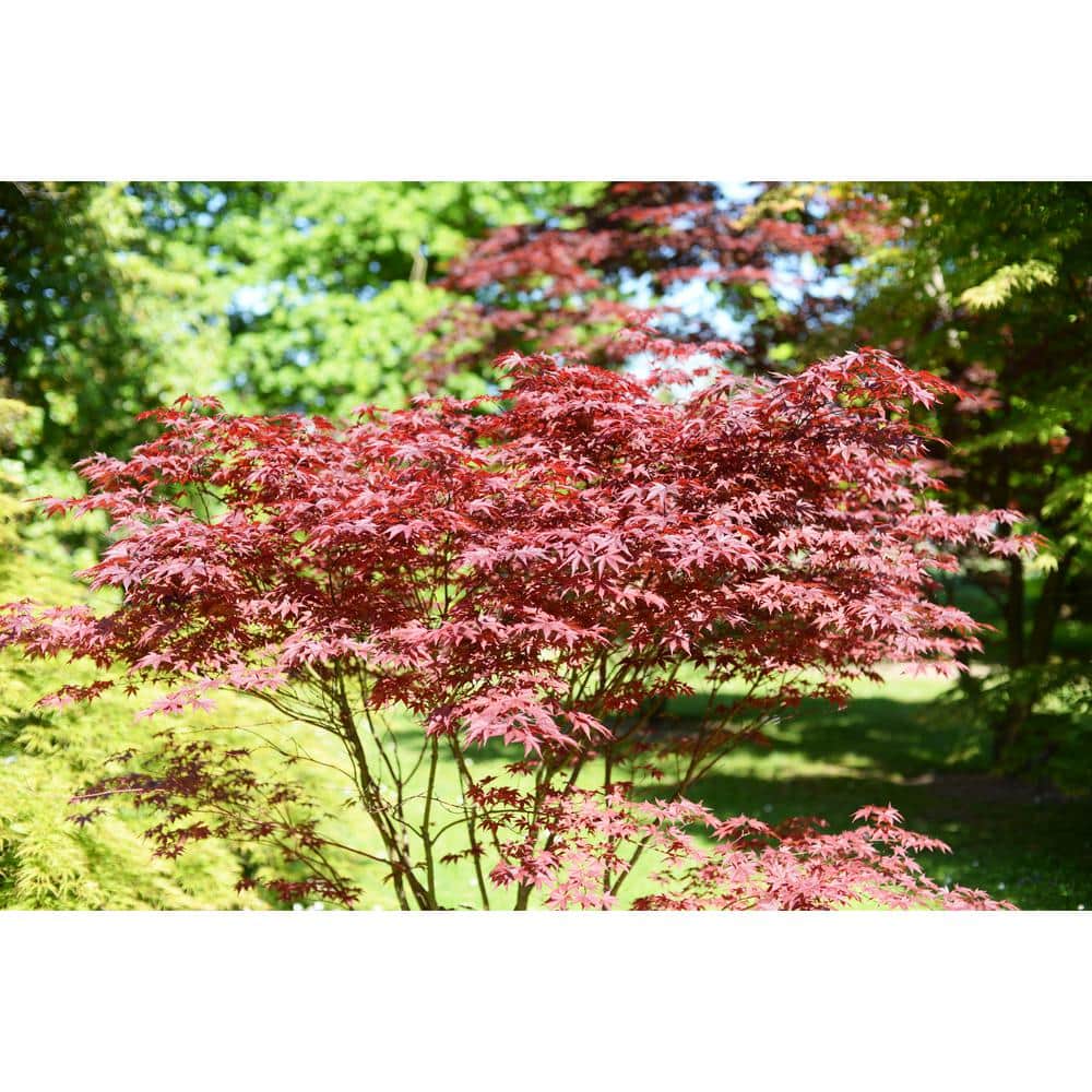 3 Gal. Bloodgood Japanese Maple Live Tree with Attractive Red Foliage (1-Pack) - Hercitys