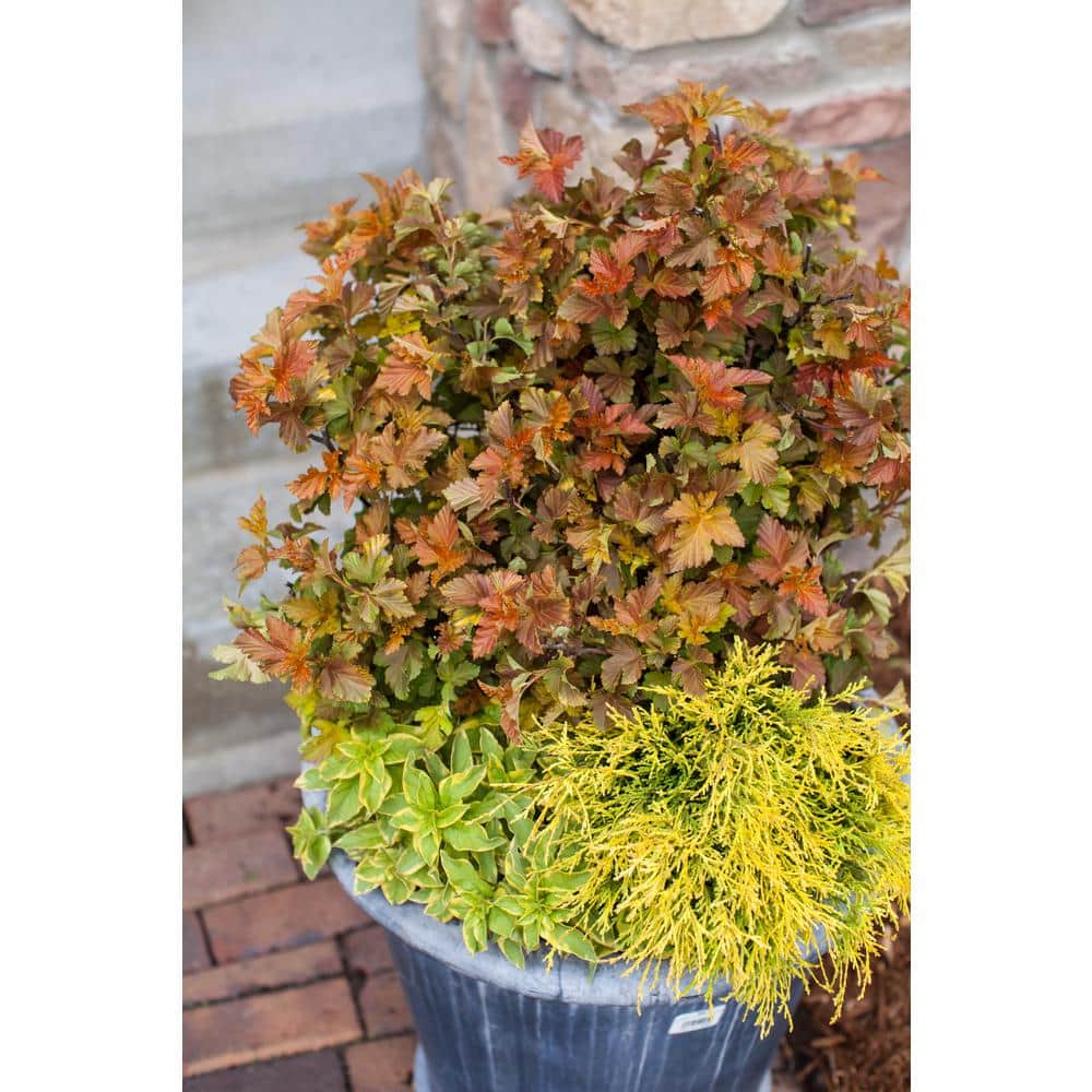 2 Gal. Amber Jubilee Ninebark (Physocarpus) Live Shrub with White Flowers - Hercitys