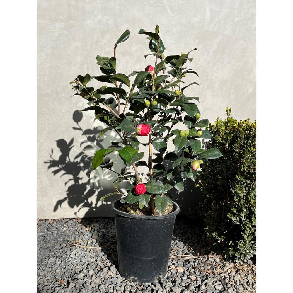 #5 Container Kramers Supreme Camellia Plant - Hercitys