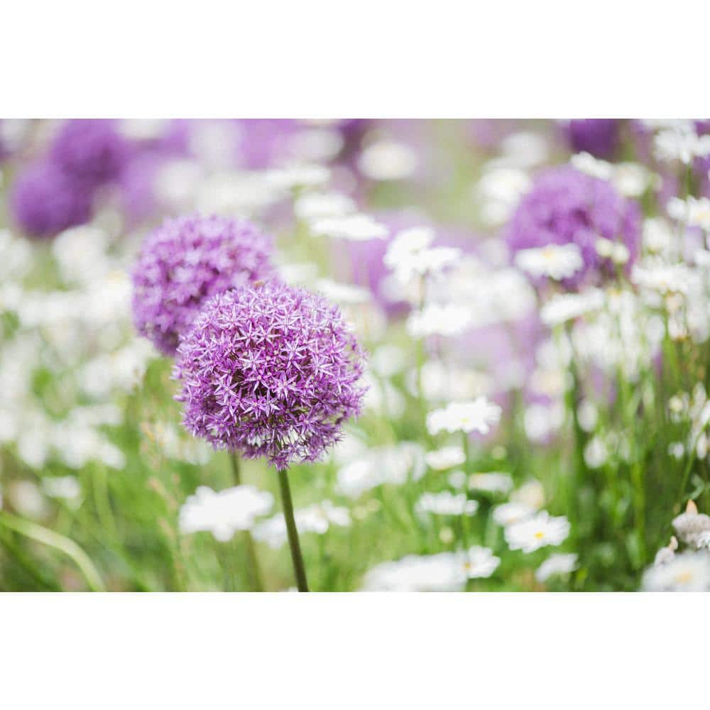 3 Gal. Serendipity Allium Live Perennial Plant (1-Pack) - Hercitys
