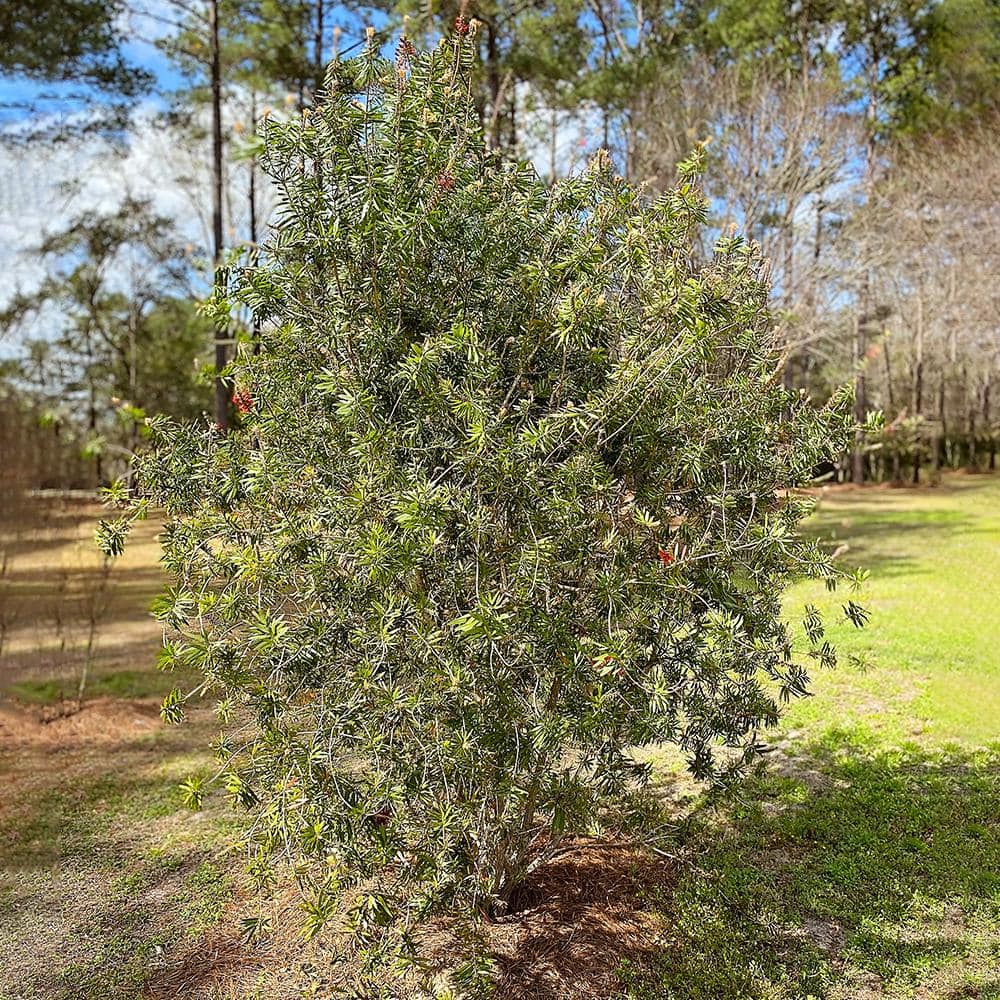 5 Gal. Red Flowering Bottlebrush Tree - Hercitys