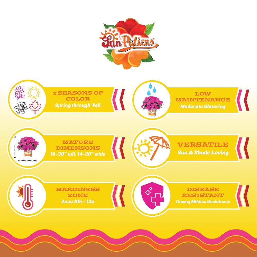 2.5 In. Compact Tropical Rose SunPatiens Impatiens Outdoor Annual Plant with Pink Flowers (6-Plants) - Hercitys