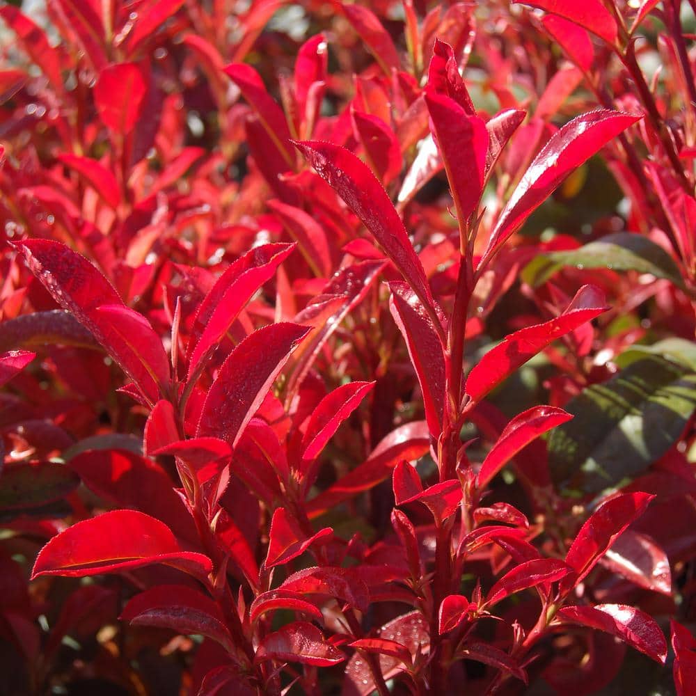 2.25 gal. Photinia Dynamo Red Shrub with White Flowers - Hercitys