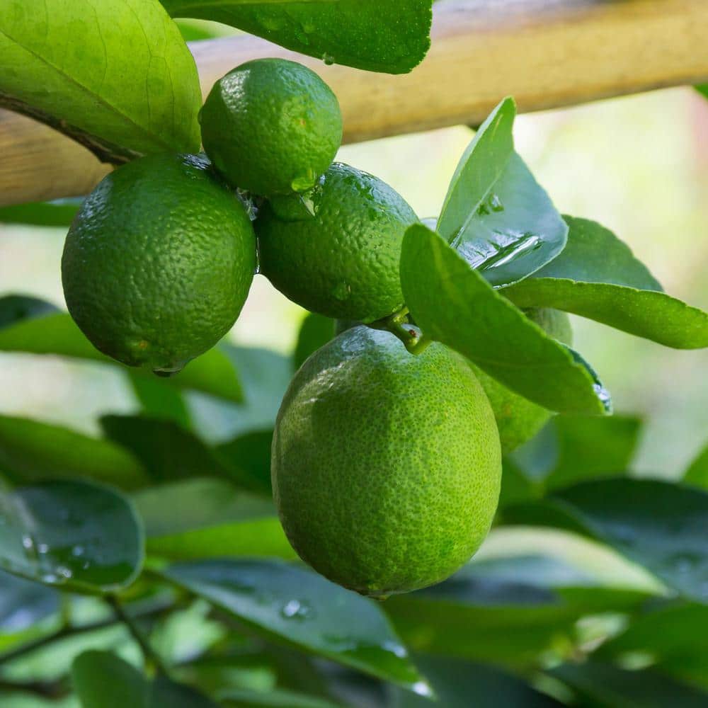 3 Container Bearss Lime Evergreen Tree - Hercitys