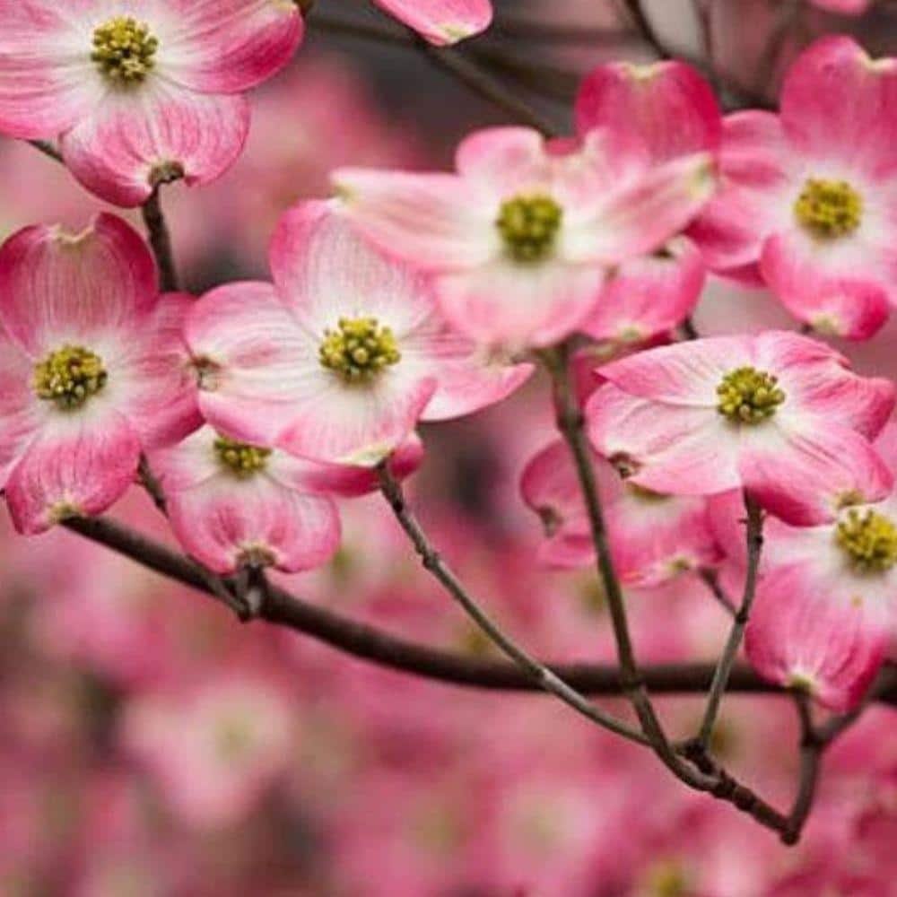 5 Gal. Cherokee Chief Dogwood Flowering Deciduous Tree with Pink Flowers - Hercitys