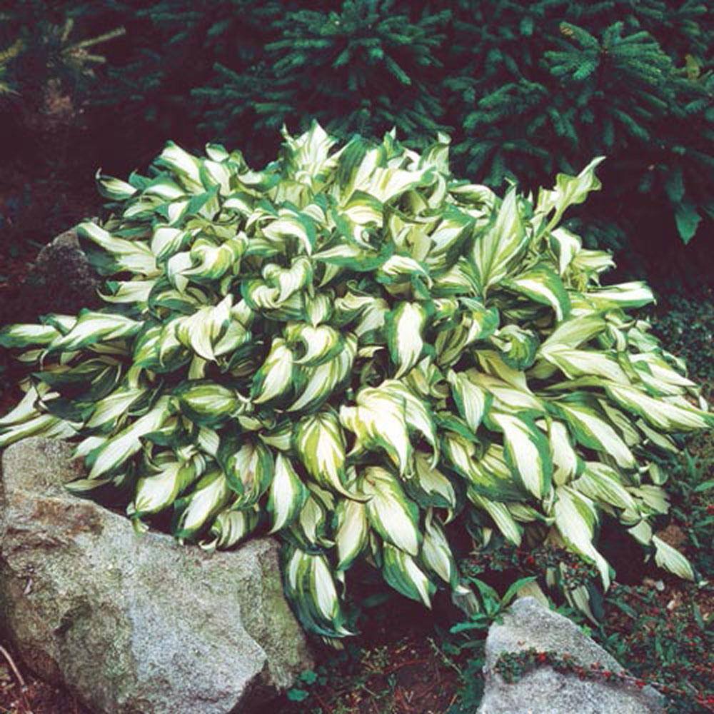1 Gal. Pot, Mediovariegata Hosta Potted Perennial Plant (1-Pack) - Hercitys