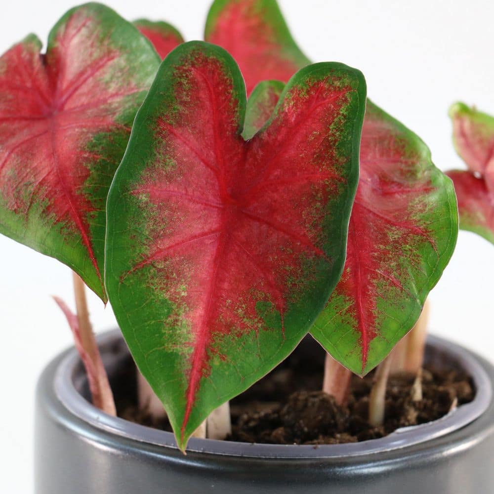 4 in. Caladium Bombshell Plant (3-Pack) - Hercitys