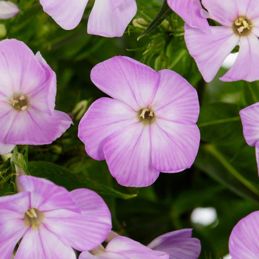 2 Qt. Phlox Paniculata ‘Flame Pro Purple’ Purple Perennial Plant (3-Pack) - Hercitys