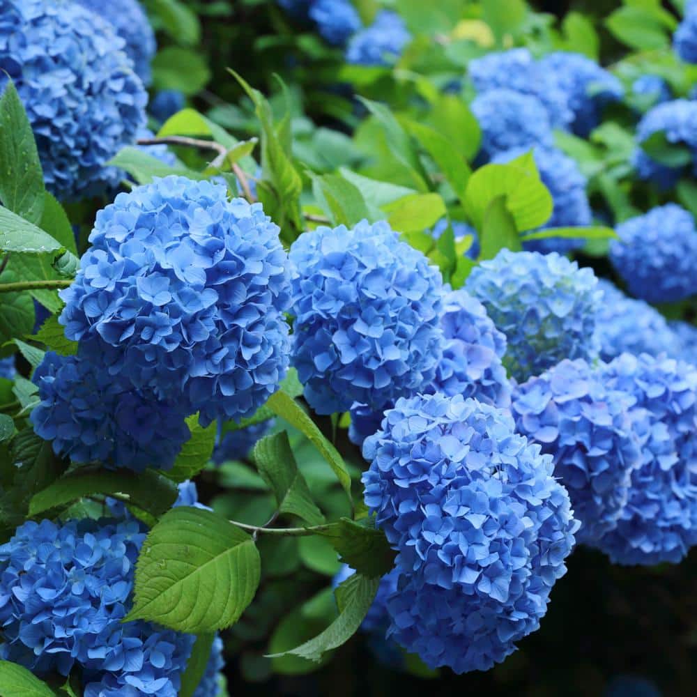 2.5 Qt. Nikko Blue Hydrangea Shrub with Blue Flowers - Hercitys