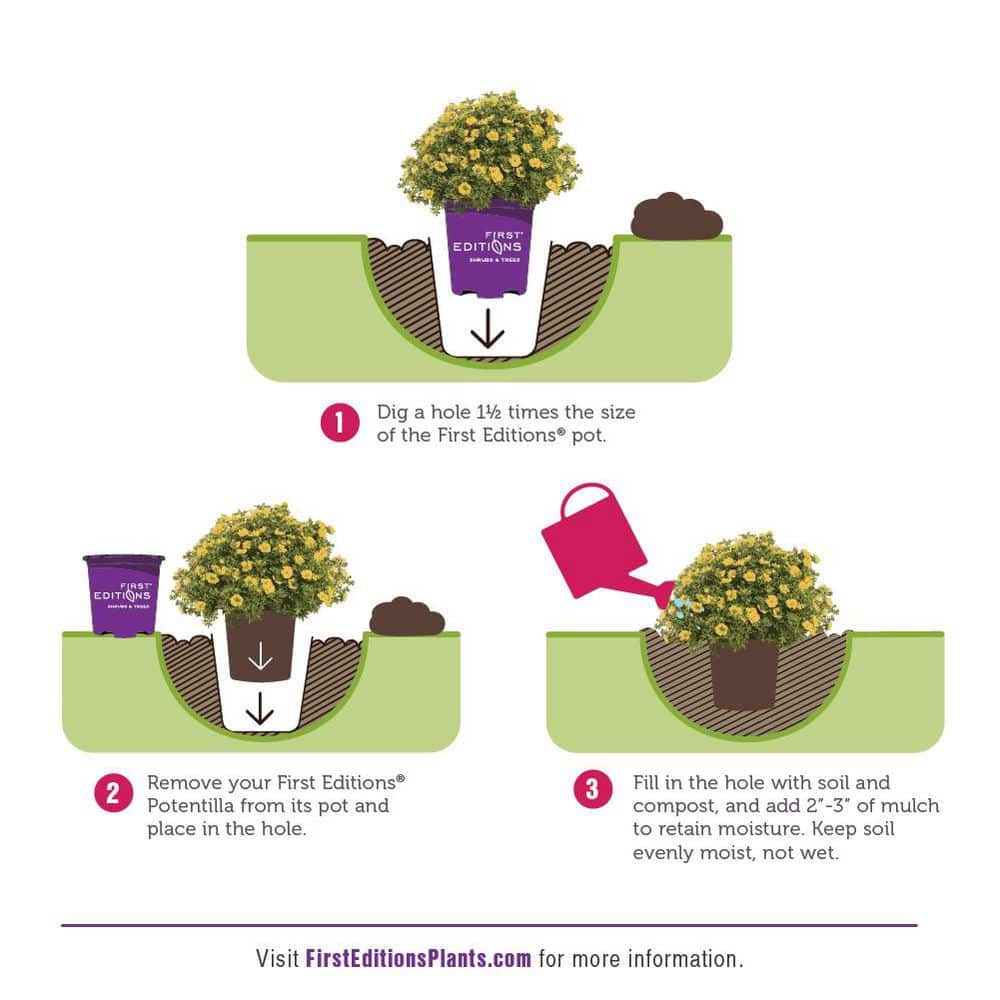 2.0 Gallon Lemon Meringue Potentilla (Potentilla fruticosa ‘Lemon Meringue’) Shrub with Yellow flowers 1-Each - Hercitys