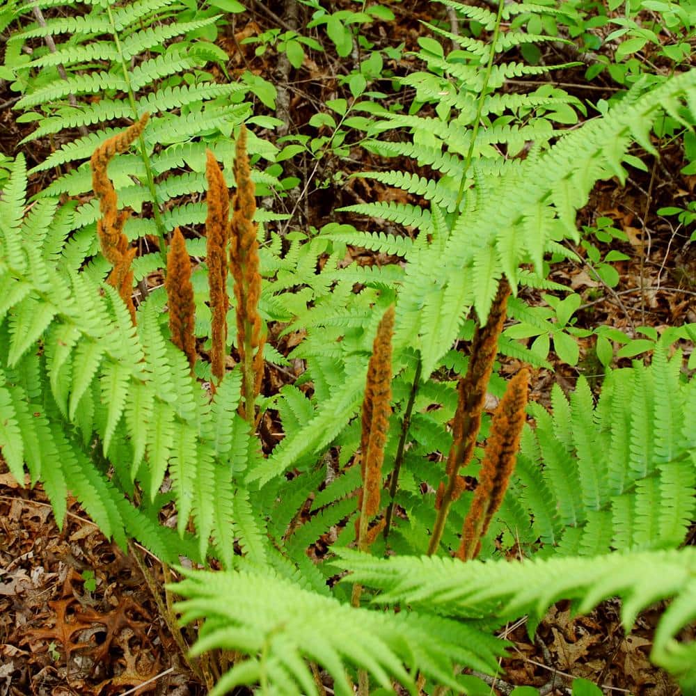2.5 in. Cinnamon Fern Perennial Plant (3-Pack) - Hercitys