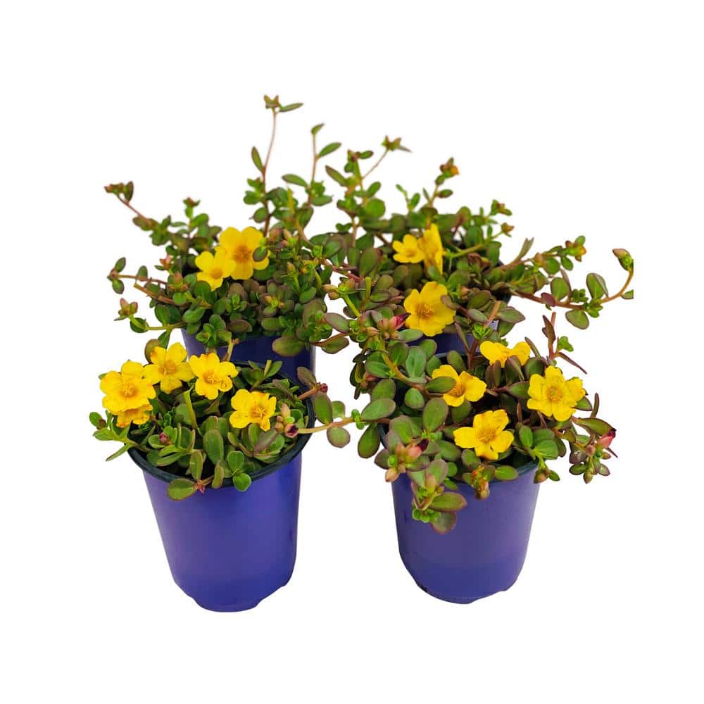 1.38 Pt. Purslane Plant Yellow Flowers in 4.5 In. Grower’s Pot (4-Plants) - Hercitys