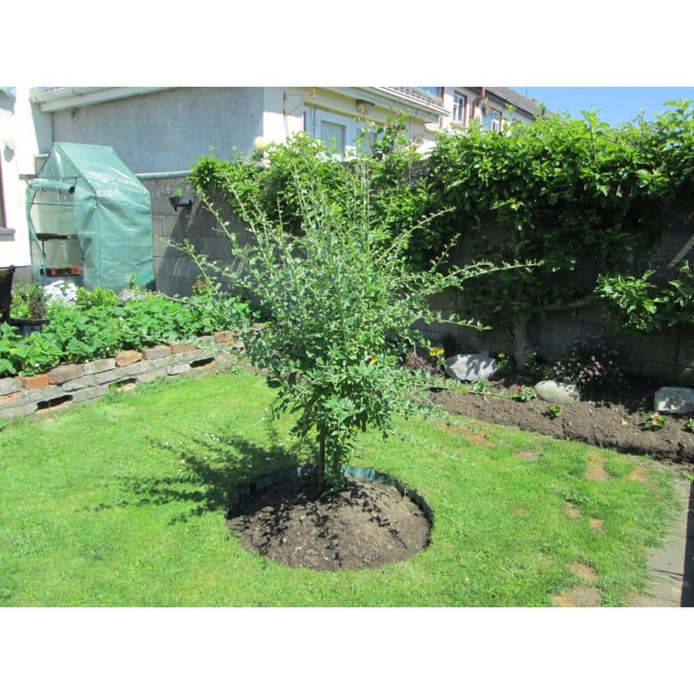 2 ft. Goji Berry Tree with Nutrient Rich Low Maintenance Fruit - Hercitys