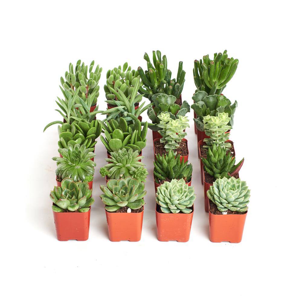 2 in. Green Succulent (Collection of 20) - Hercitys