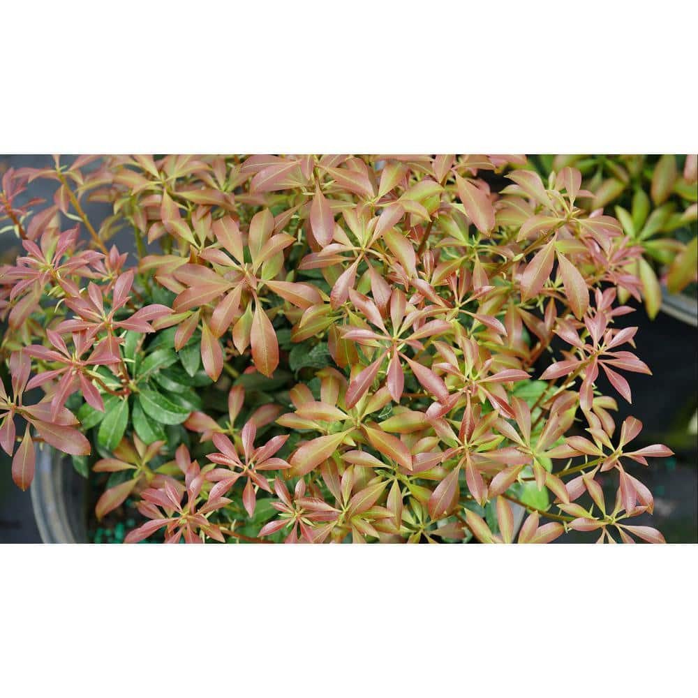 4.5 in. Quart Interstella Lily of the Valley Shrub (Pieris) Live Plant, Ruby Red Flowers - Hercitys