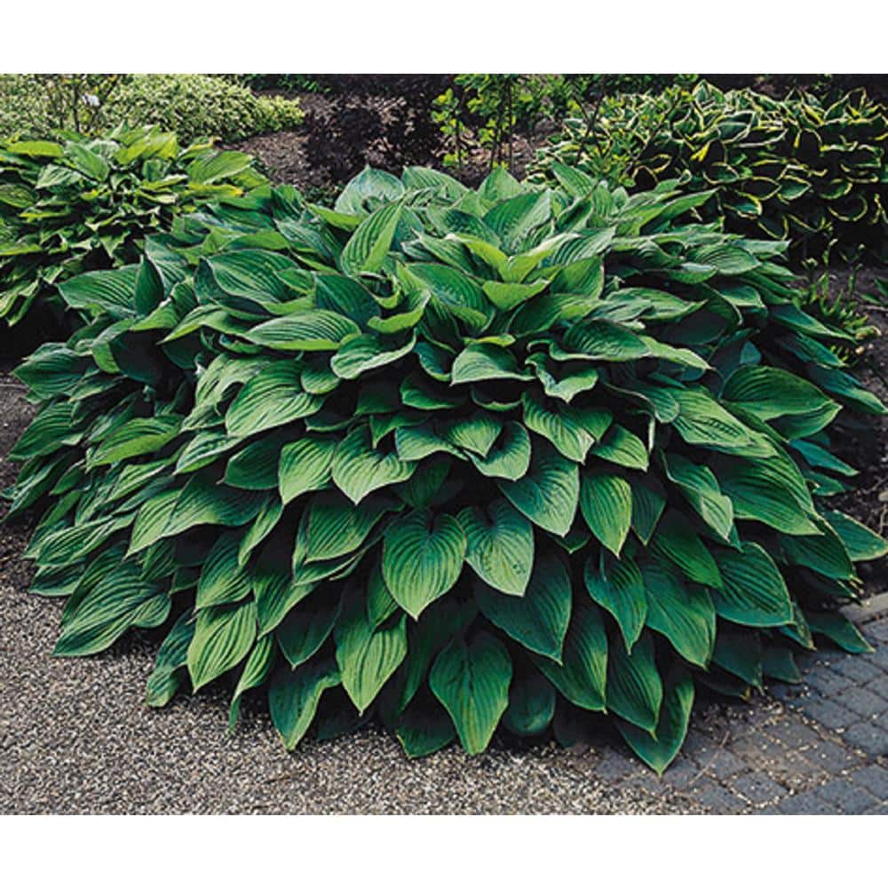 2 Gal. Green Hosta Live Flowering Shade Perennial Plant - Hercitys