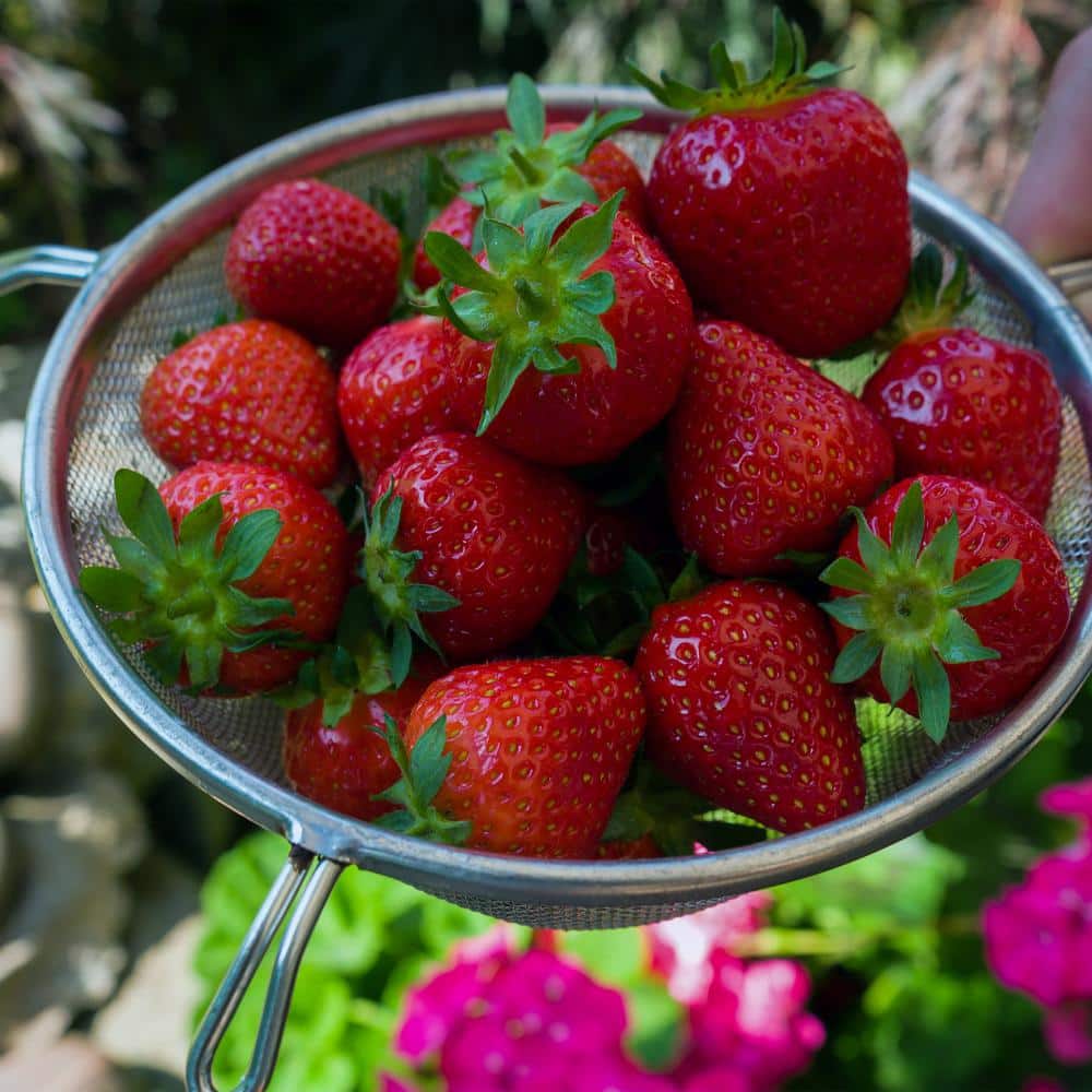 10 In Commercial Tinned Double-Mesh Steel Strainer - Hercitys