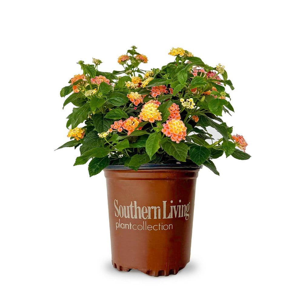 2.5 Qt. Little Lucky Peach Glow Lantana, Live Perennial Plant, Orange-peach to Yellow Bloom Clusters - Hercitys
