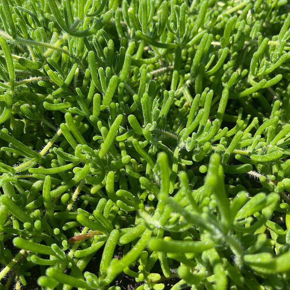 4 in. D x 3.5 in. H Non-Fragrant Pink Ice Plant with Pink Flowers (5-Pack) - Hercitys