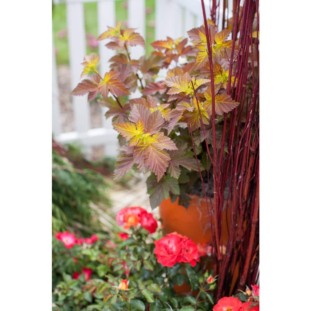 2 Gal. Amber Jubilee Ninebark (Physocarpus) Live Shrub with White Flowers - Hercitys