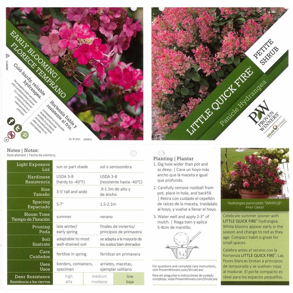 1 Gal. Little Quick Fire Hardy Hydrangea (Paniculata) Live Shrub, White to Pink Flowers - Hercitys