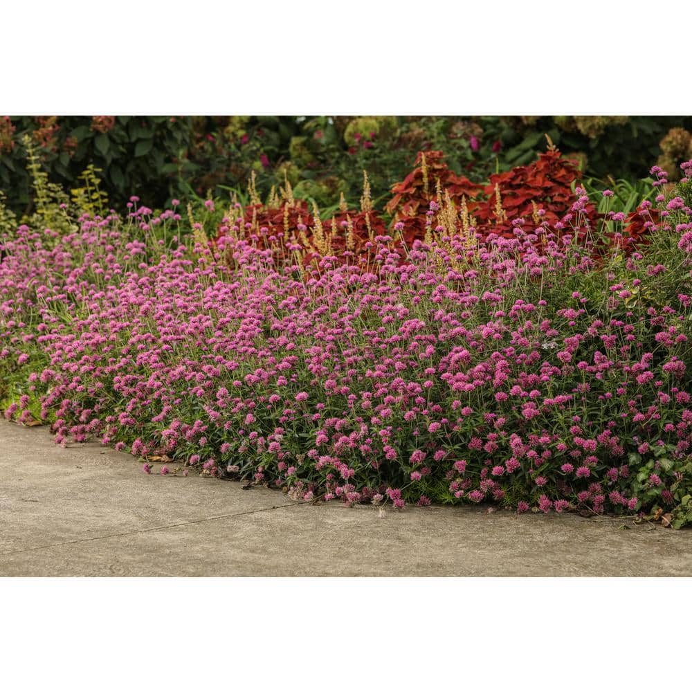 4.25 in. Eco+Grande Truffula Pink Globe Amaranth (Gomphrena) Live Plant, Pink Flowers (4-Pack) - Hercitys