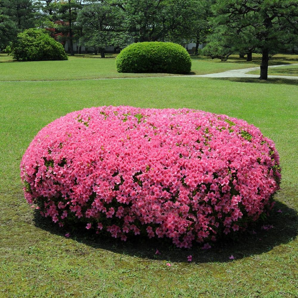 2.25 Gal. Azalea Chinzan Flowering Shrub with Pink Blooms - Hercitys