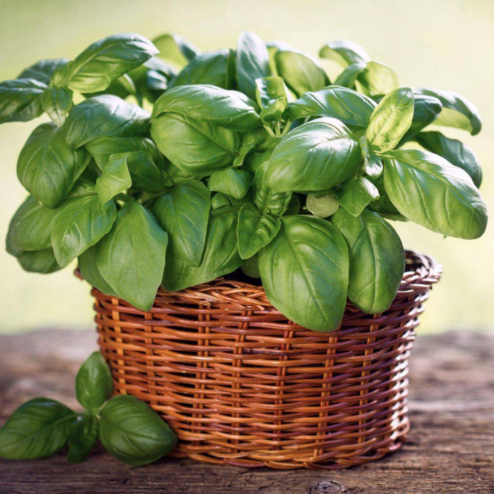 3.3 in. Basil Culinary Kitchen Herb Seed Grow Kit - Hercitys