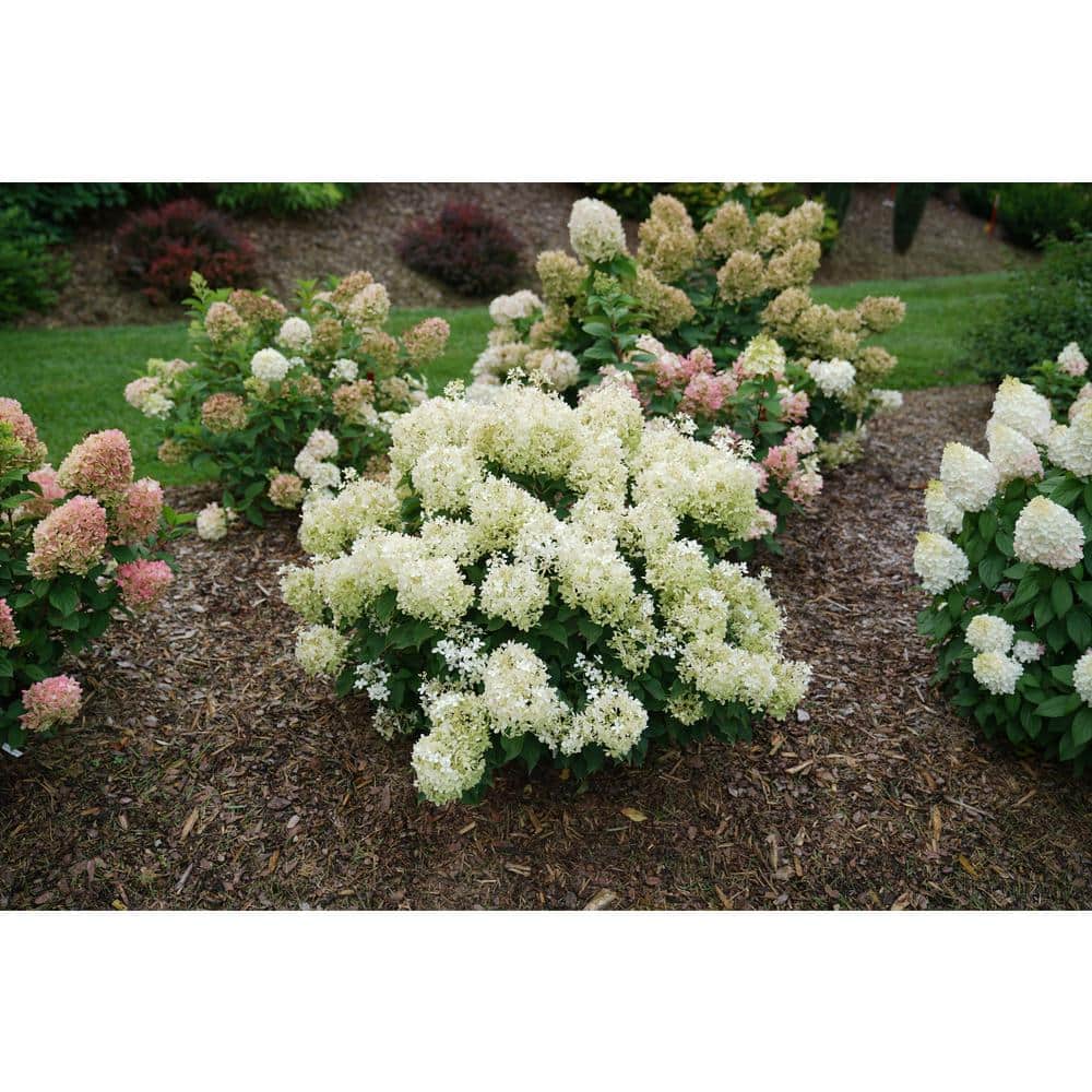 4.5 in. qt. Puffer Fish Panicle Hydrangea Plant (Hydrangea Paniculata) Live Flowering Shrub with White and Green Flowers - Hercitys