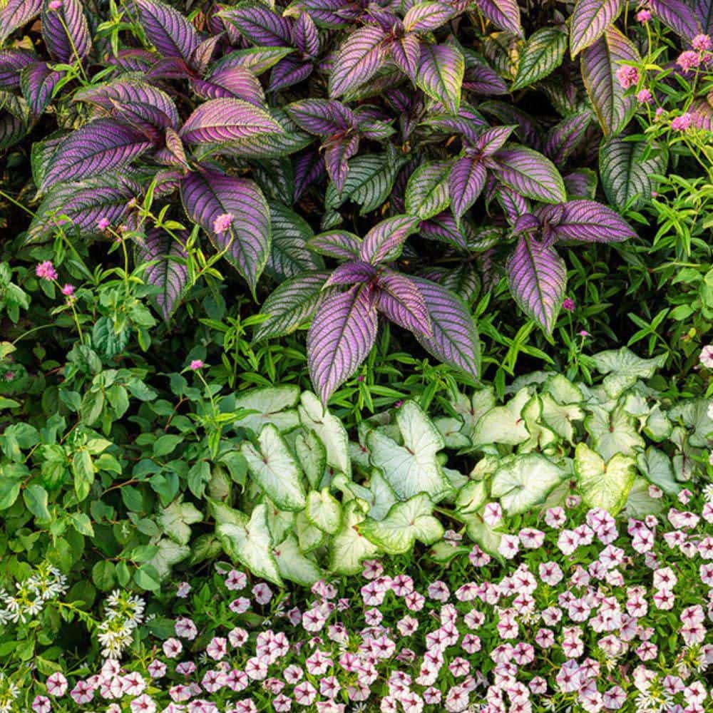 4.5 in. Qt. Persian Shield (Strobilanthes Dyerianus) Live Annual Plant with Purple Foliage - Hercitys