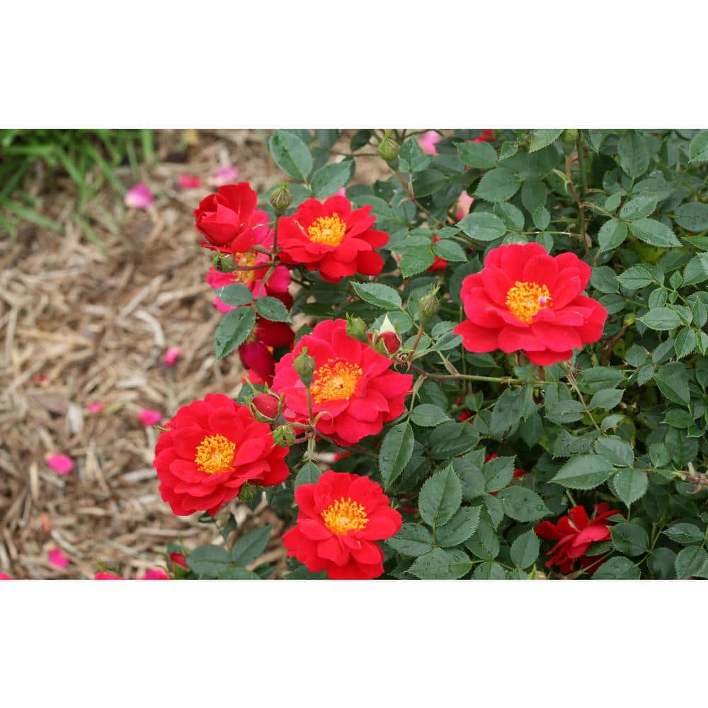 4.5 in. Quart Oso Easy Urban Legend Rose Rosa Live Plant, Red Flowers - Hercitys