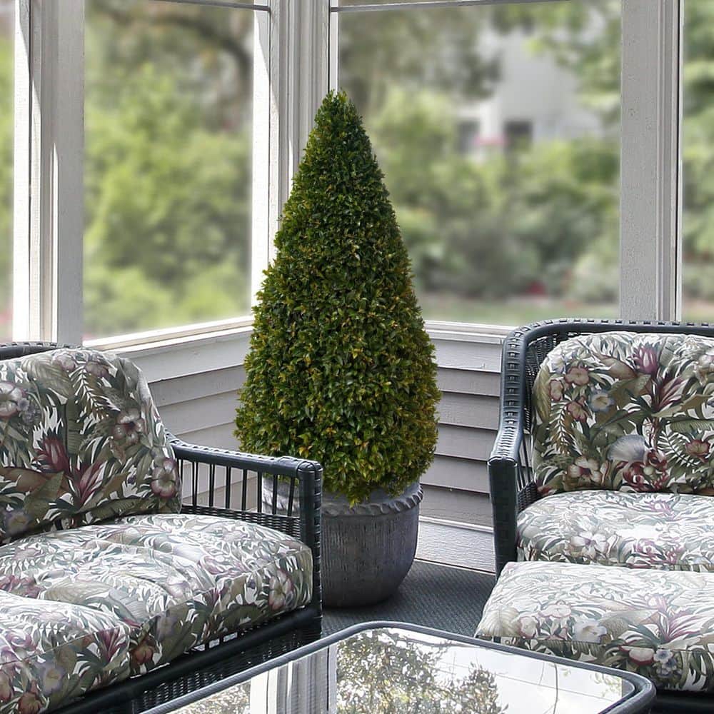 3 Gal. Eugenia Cone Topiary 38 in. - Hercitys