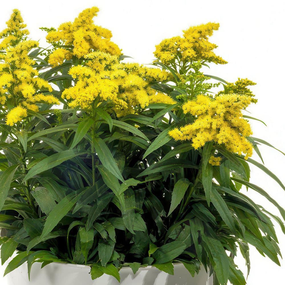 3.25 in. Goldenrod Spark Plug Perennial Plant with Yellow Flowers (3-Pack) - Hercitys