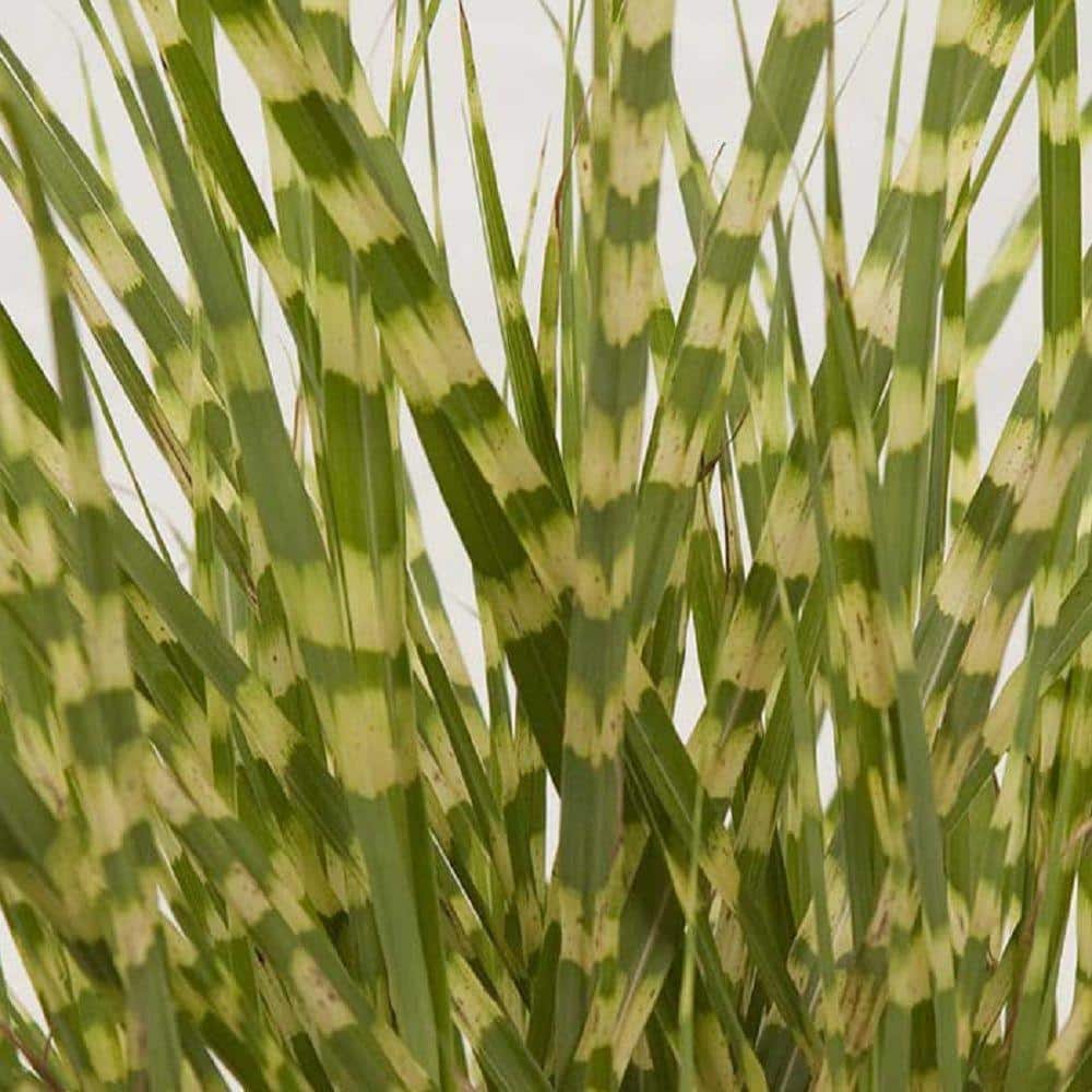 2.5 Qt. Gold Breeze(Miscanthus), Live Plant, Green and Golden-Yellow Variegated Foliage - Hercitys