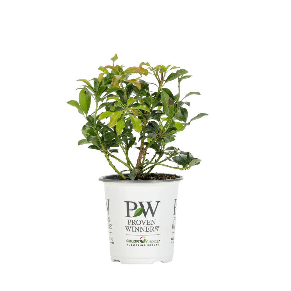 4.5 in. Quart Interstella Lily of the Valley Shrub (Pieris) Live Plant, Ruby Red Flowers - Hercitys