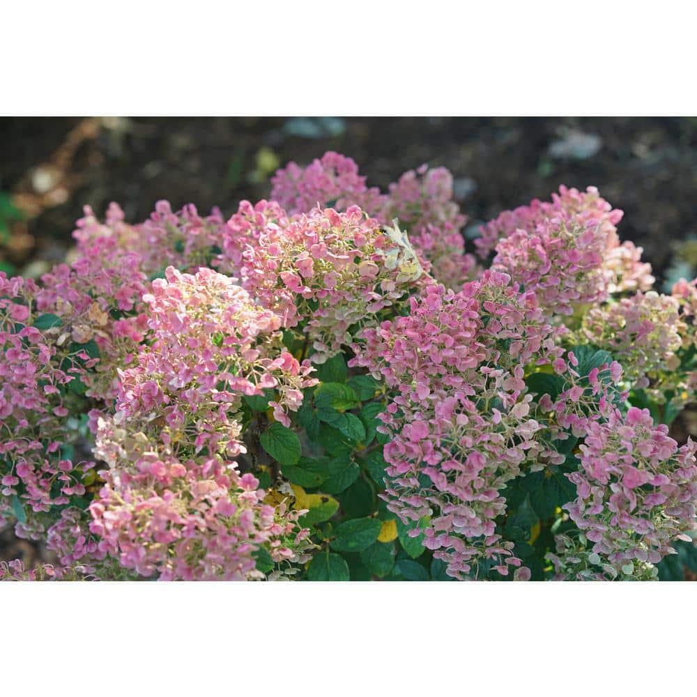 4.5 in. qt. Tiny Quick Fire Panicle Hydrangea (Hydrangea paniculata) Live Flowering Shrub with White, Pink, Red Flowers - Hercitys