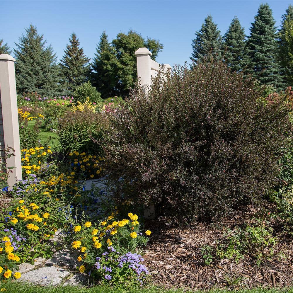 2 Gal. Little Devil Ninebark Shrub with Dark Foliage - Hercitys