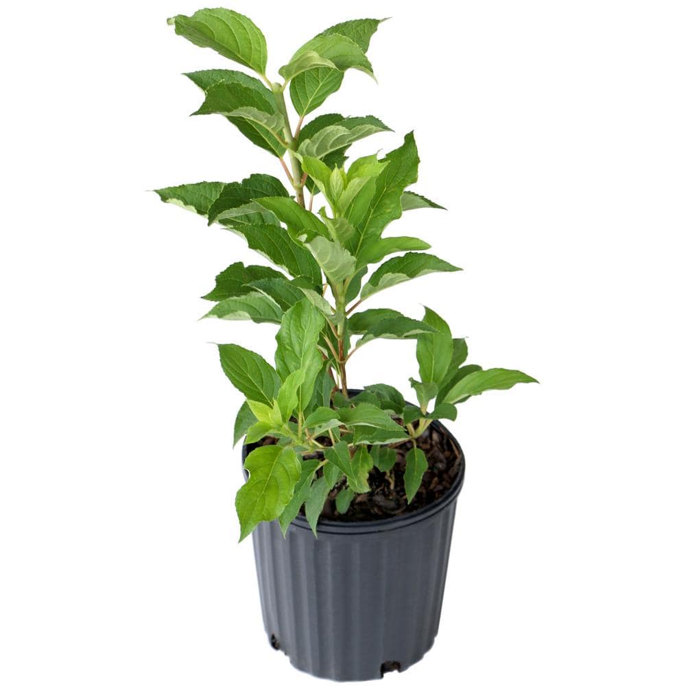 2 Gal. Hydrangea Phantom Tree with White Blooms (1-Plant) - Hercitys