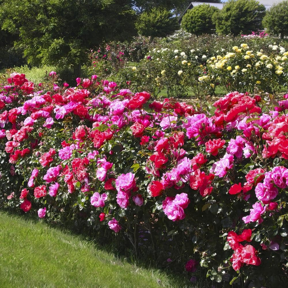 1 Gal. 2-N-1 Freedom Rose Plant with Pink and Red Flowers - Hercitys